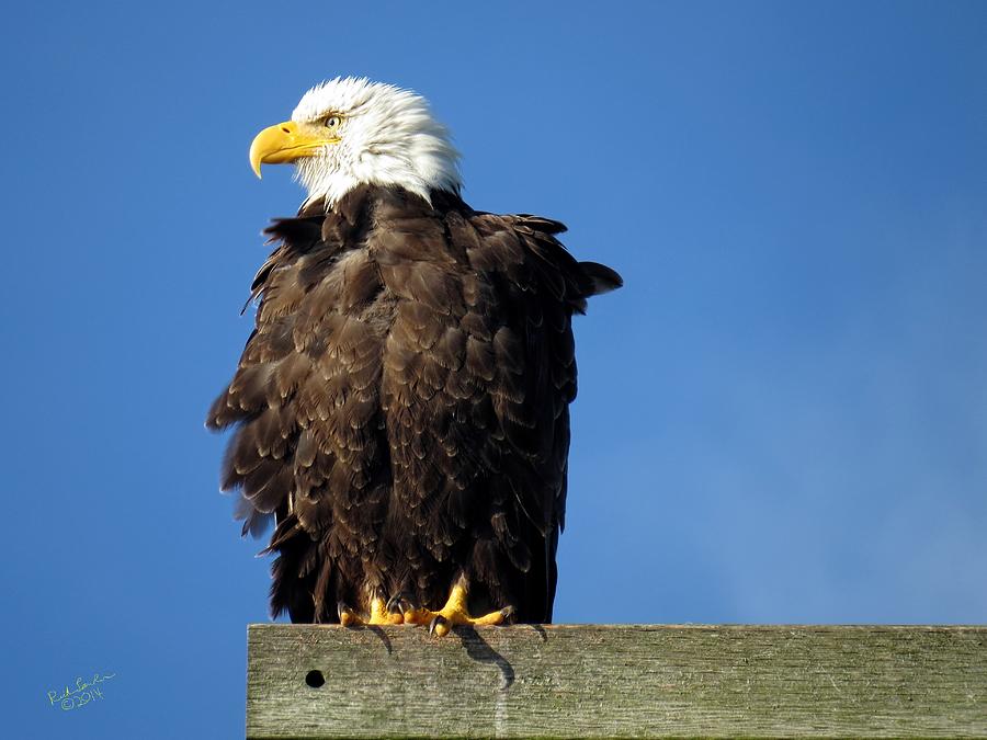 Ruffled Eagle Photograph By Rick Lawler - Fine Art America