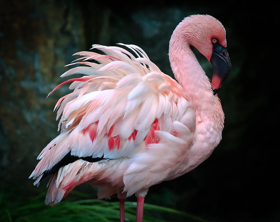 Ruffled Feathered Flamingo Photograph by Athena Mckinzie