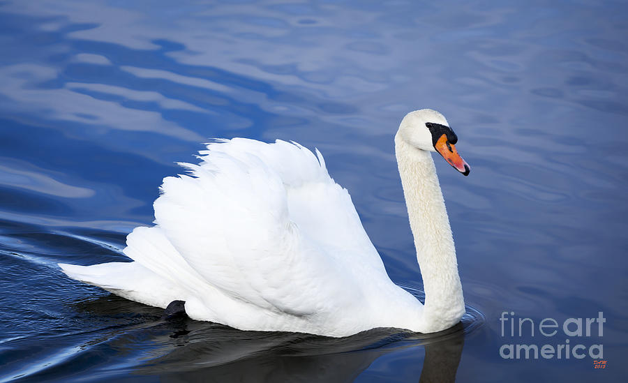 Swan Art Ruffled Feathers Photograph by David Millenheft