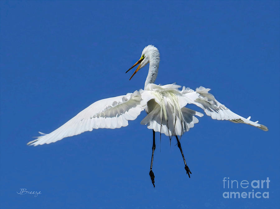 Egret Photograph - Ruffled Feathers by Jennie Breeze