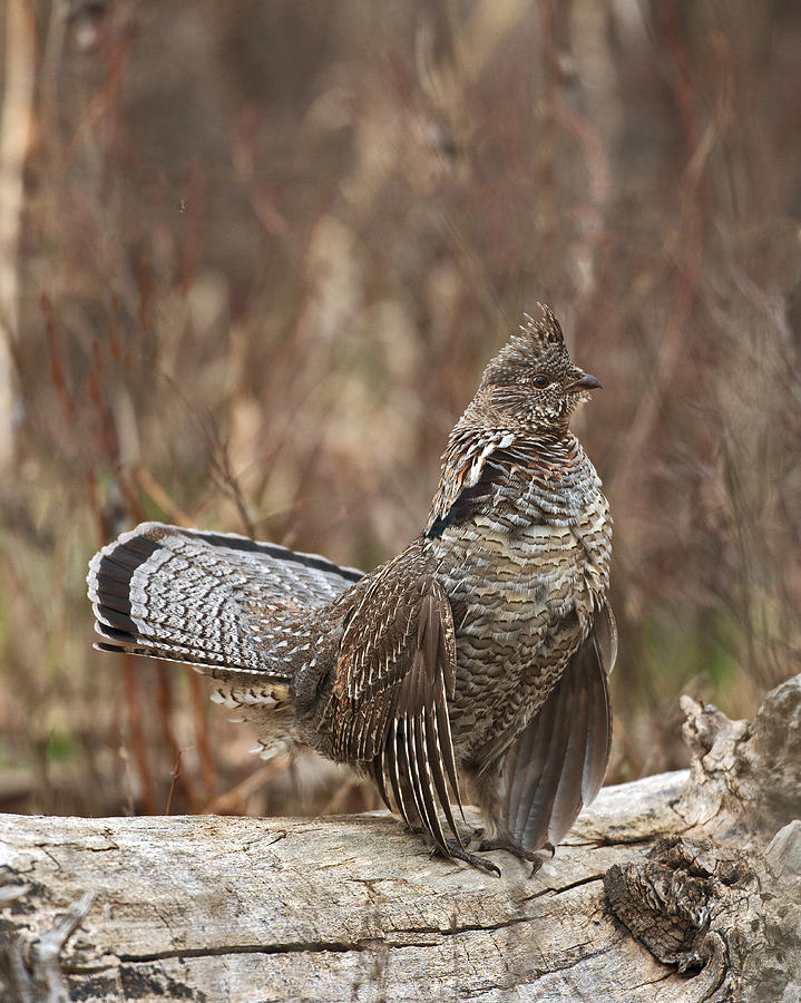 Yellowstone National Park Photograph - Ruffled Grouse drumming 2 by Gary Langley