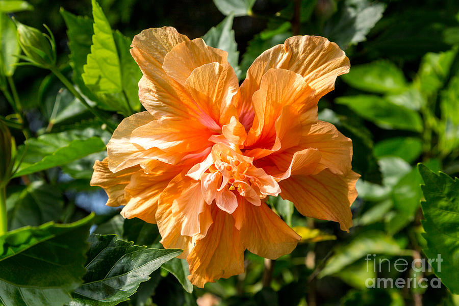 Ruffled Hibiscus Photograph by Beverly Tabet Fine Art America