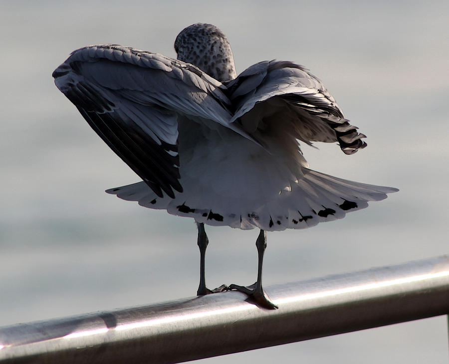 Seagull Photograph - Ruffled by Mary Bedy