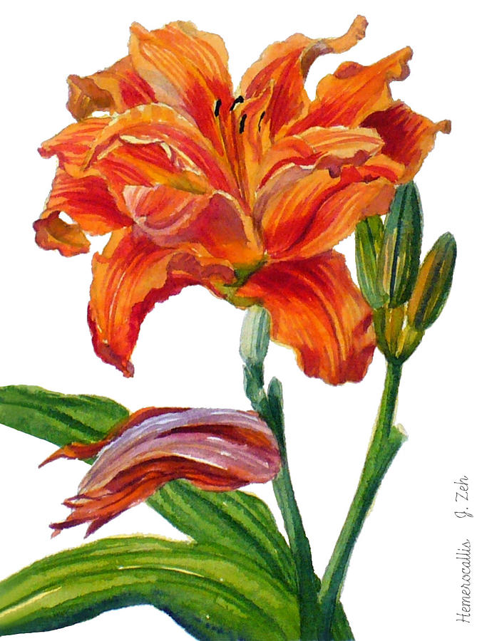 Ruffled Orange Daylily - Hemerocallis Painting by Janet Zeh