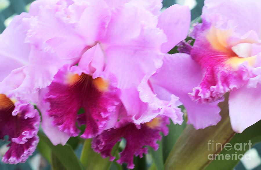 Ruffled Orchids Photograph