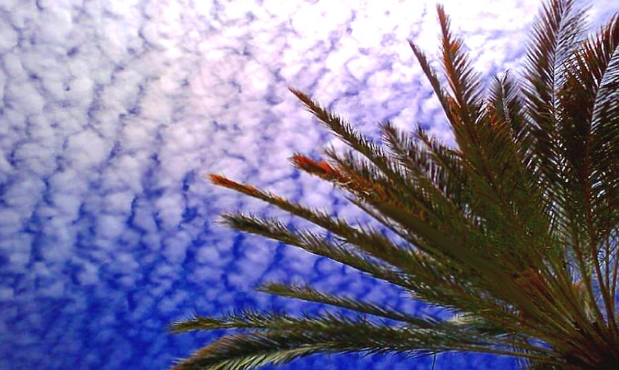 Palm Tree Photograph - Ruffled Sky with Palm by Brian Hubmann