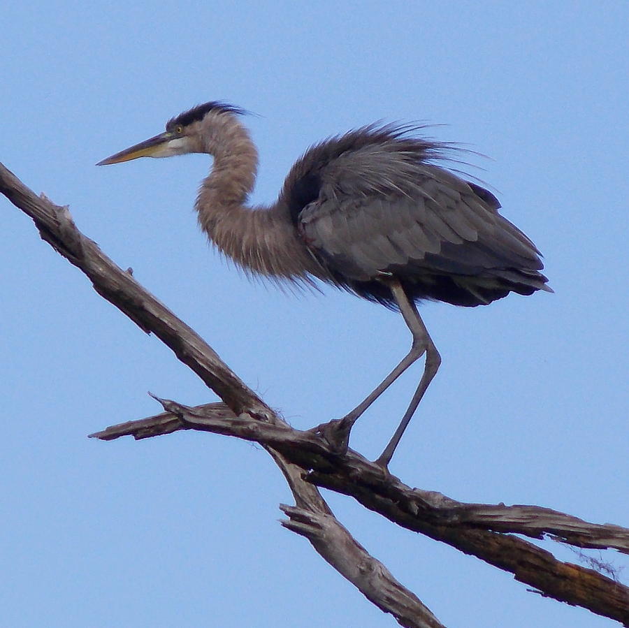 Ruffled Up Blue Heron Photograph by Sheri McLeroy