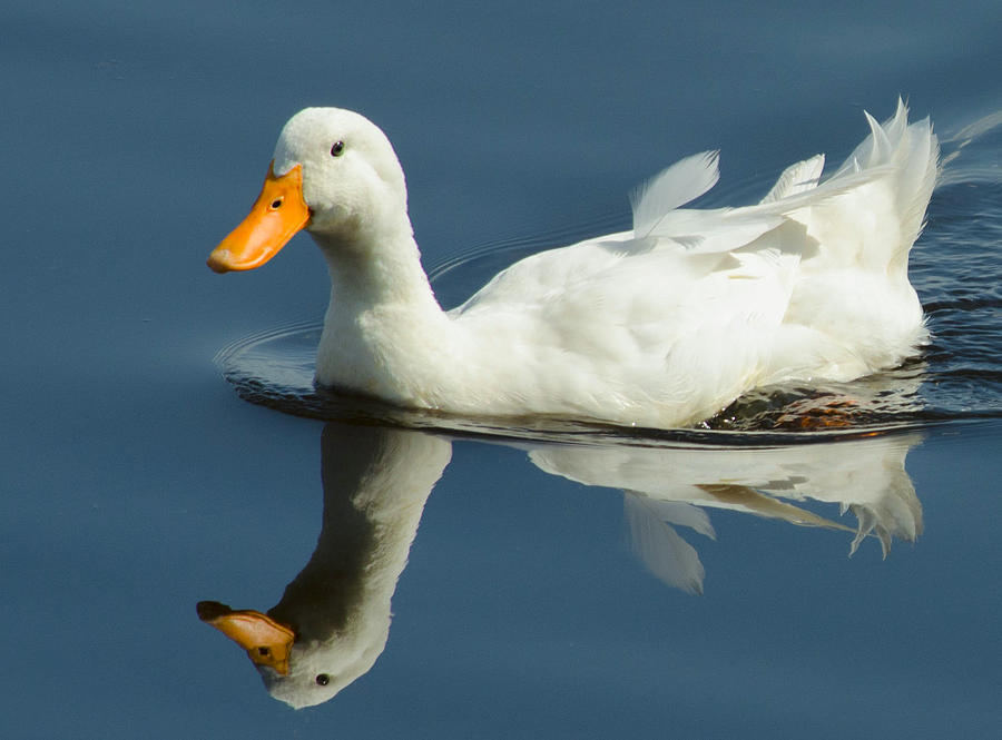 Ruffled White Duck Photograph by Dick Hudson | Fine Art America