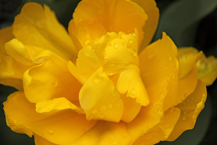 Yellow Ruffled Parrot Tulip Flower Photograph by Jennie Marie Schell