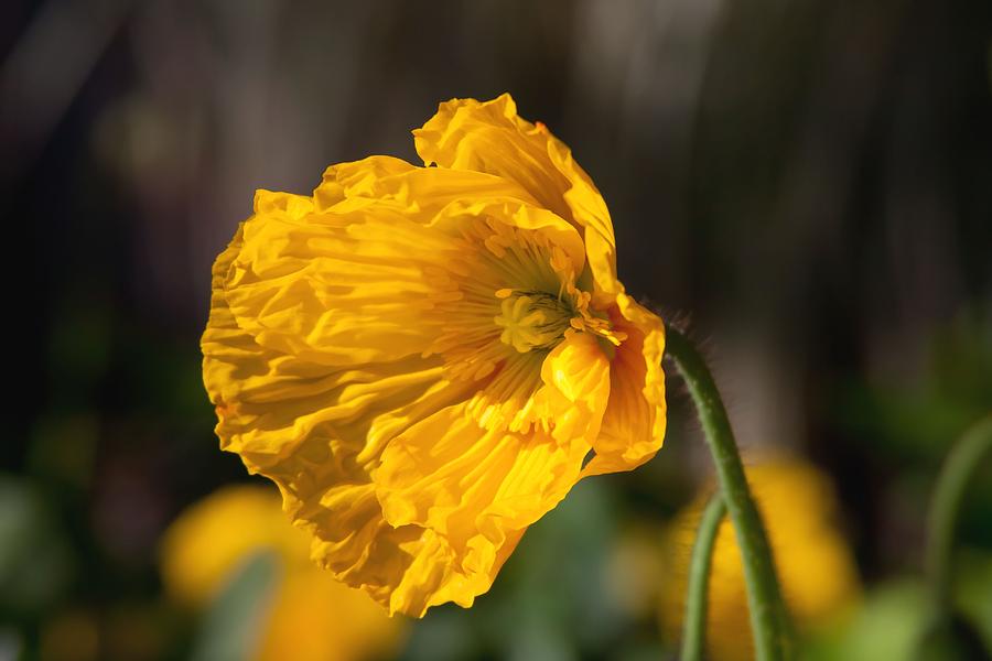 Ruffled Yellow Poppy Photograph by Vanessa Thomas