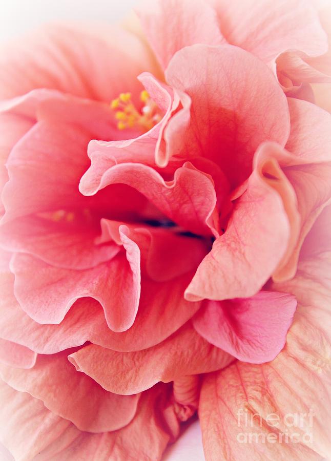 Flower Photograph - Ruffles by Clare Bevan