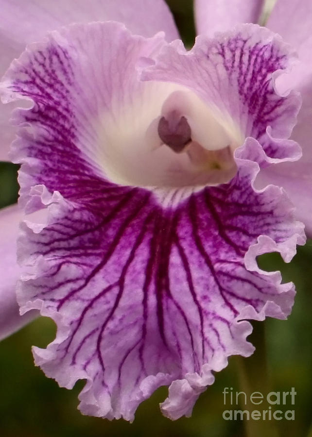 Ruffly Purple Orchid Closeup Photograph by Carol Groenen