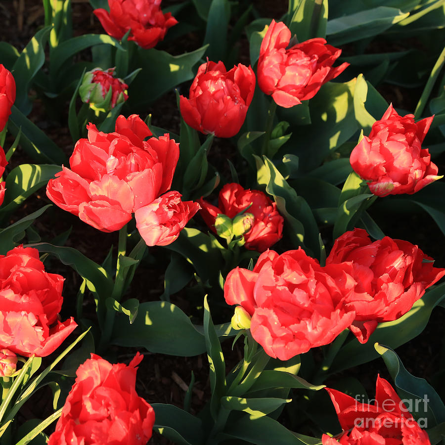 Ruffly Red Tulips Square Photograph by Carol Groenen