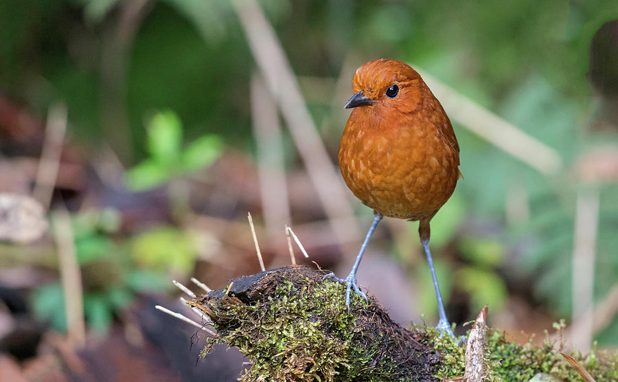 Фото птицы Rufous Wren photograph by Juan Jose Arango