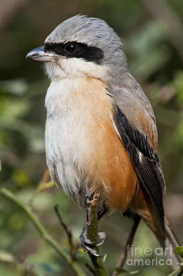 Rufous-backed Shrike Photograph by William H. Mullins