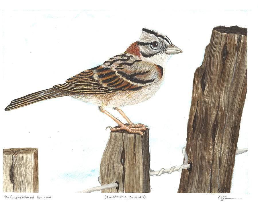 Rufous-collared sparrow Painting by Cindy Hitchcock