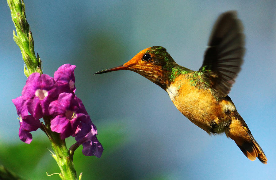 Hummingbird Photograph - Rufous-crested Coquette by Ian Cuming