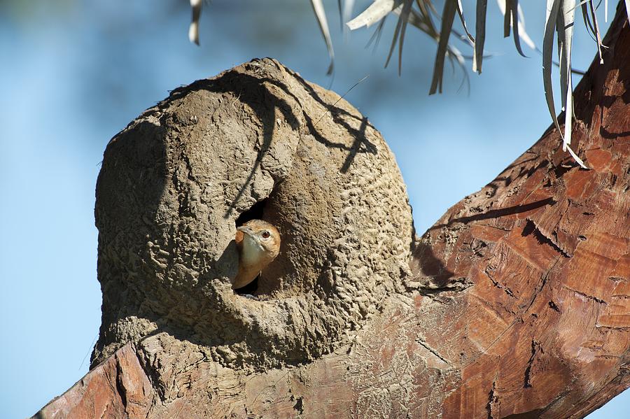 Animal Photograph - Rufous hornero in its nest by Science Photo Library