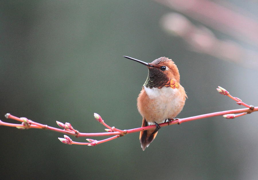 Rufous Hummingbird 2 Photograph by Angie Vogel