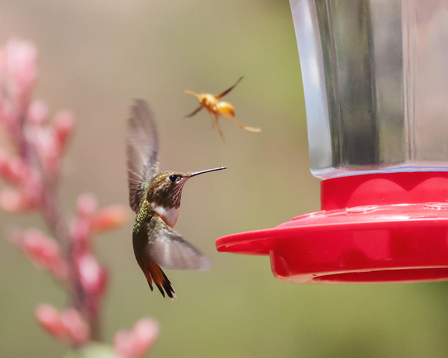 Rufous Hummingbird and Wasp Photograph by Lee Kirchhevel