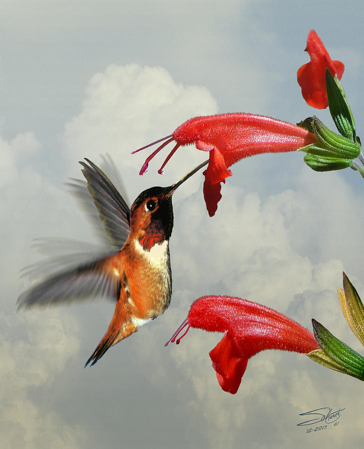 Rufous Hummingbird and Wild Flower Digital Art by M Spadecaller