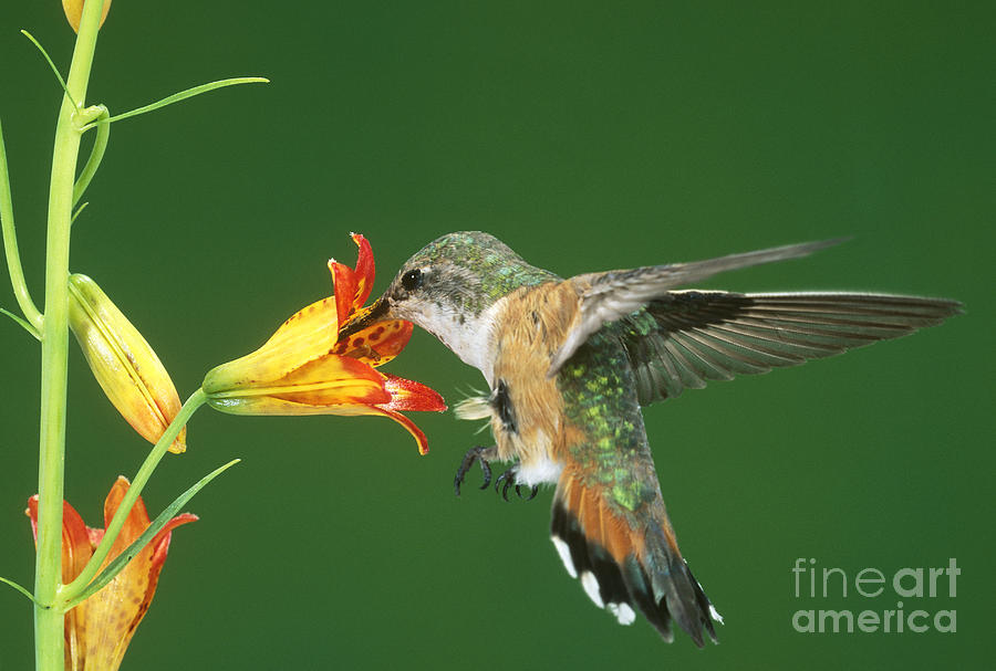 Rufous Hummingbird At Tiger Lily Photograph by Anthony Mercieca