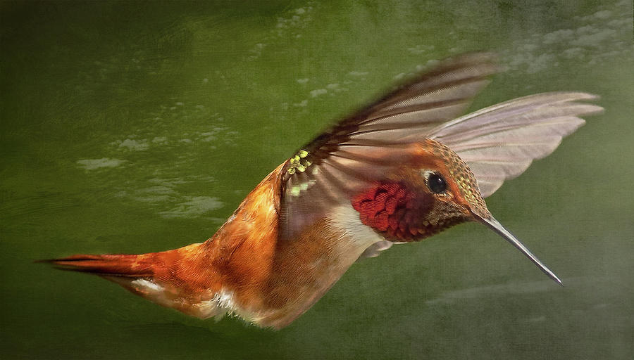 Rufous Hummingbird Photograph by Bill Johnson