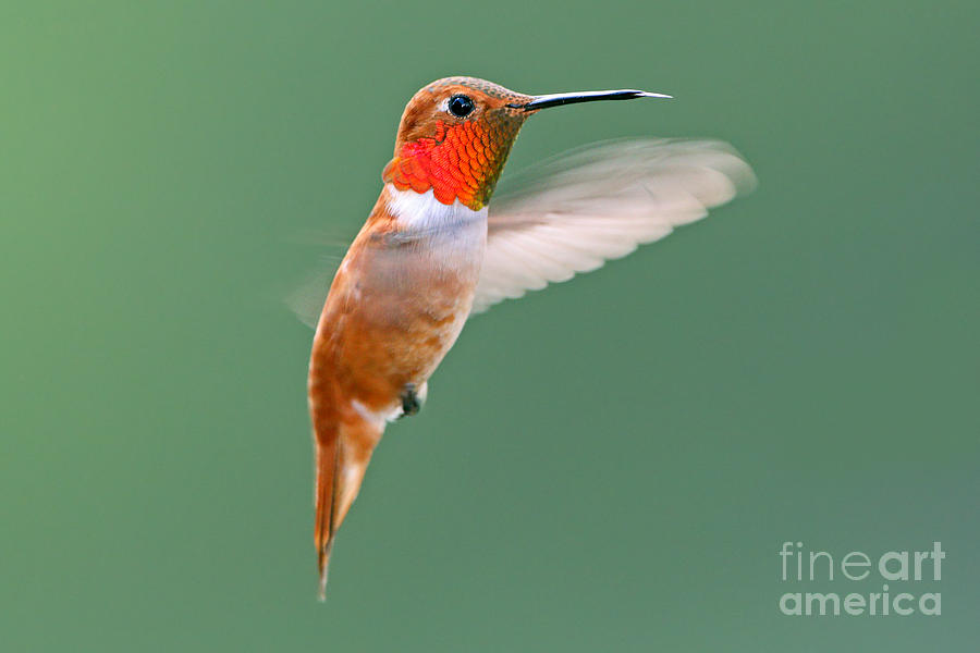 Rufous Hummingbird Photograph by Bill Singleton