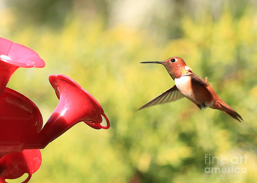 Rufous Hummingbird Photograph by Carol Groenen