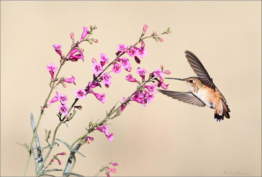 Rufous Hummingbird Photograph by Daniel Behm