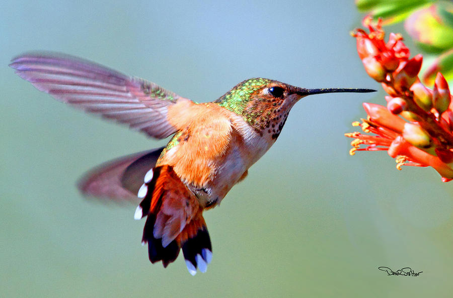 Rufous Hummingbird Photograph by David Salter