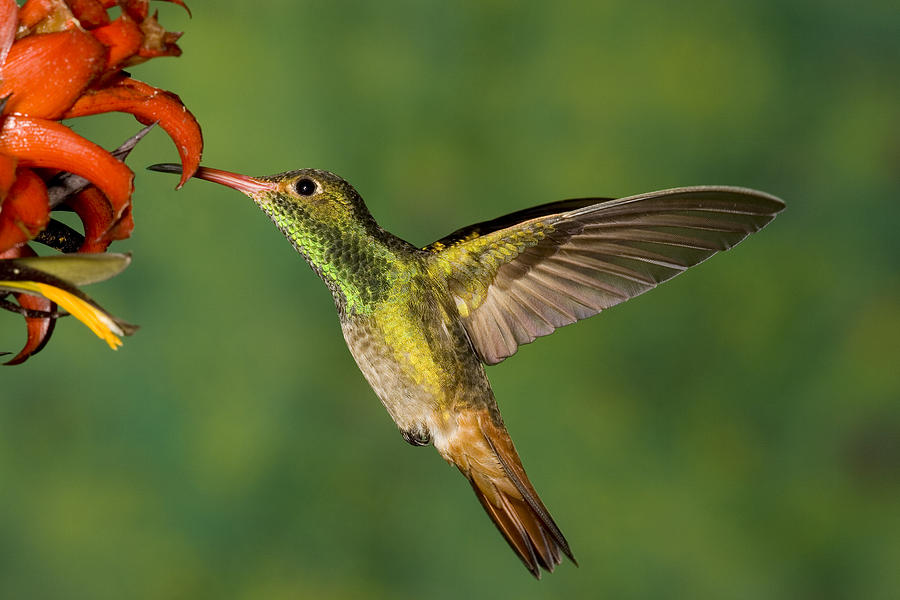 Rufous Hummingbird Feeding Photograph by Tom Vezo