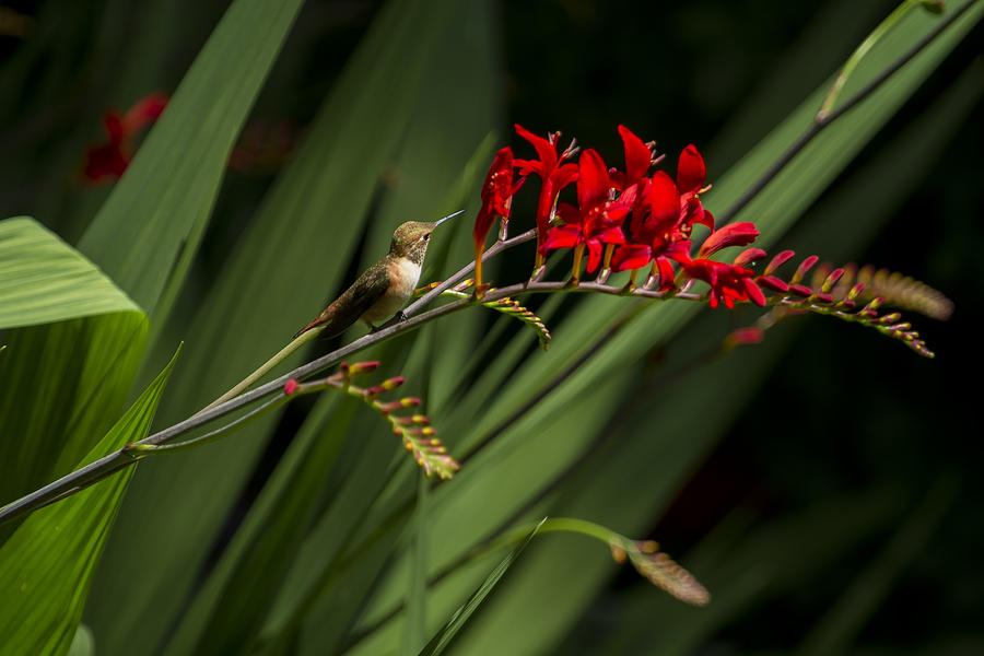 Rufous Hummingbird Female No. 1 Photograph by Belinda Greb