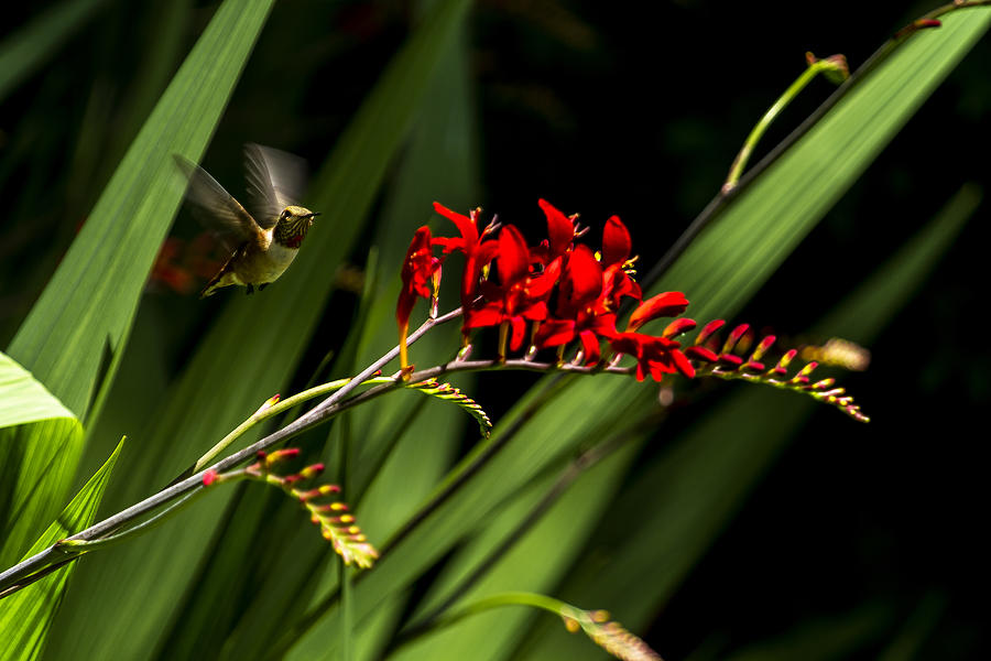 Rufous Hummingbird Female No. 2 Photograph by Belinda Greb