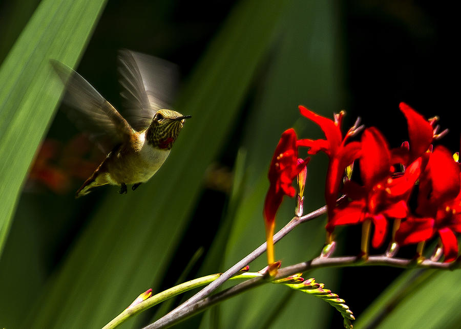 Rufous Hummingbird Female No. 2 cropped Photograph by Belinda Greb