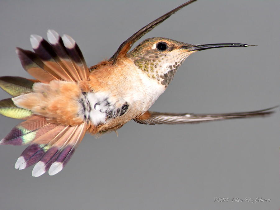 Rufous Hummingbird Female tail feather display in flight ...