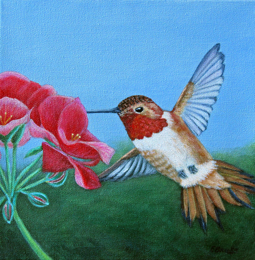 Rufous Hummingbird by Fran Brooks Rufous Hummingbird by Fran Brooks