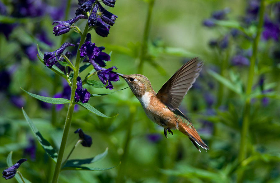 Rufous Hummingbird Photograph by Gerald DeBoer