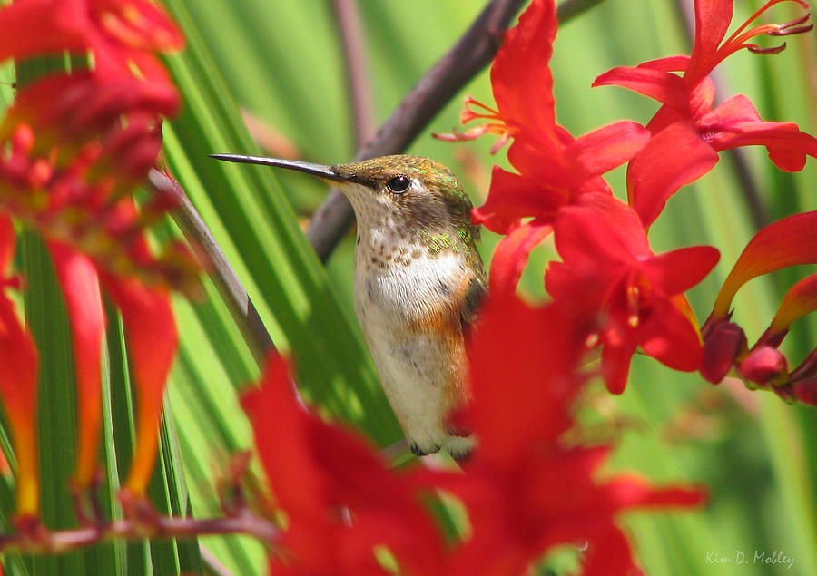 Rufous Hummingbird Photograph by Kim Mobley