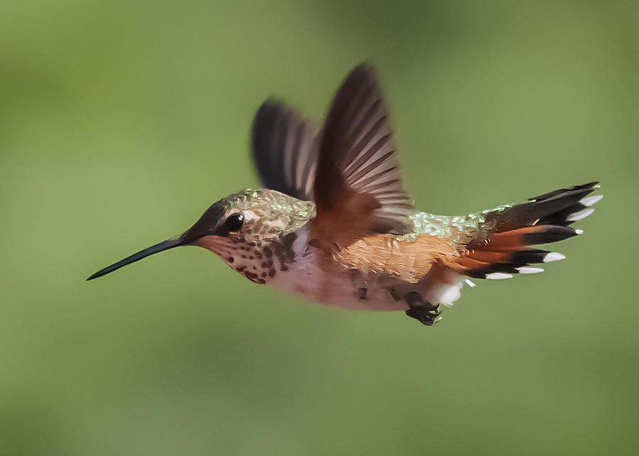 Rufous Hummingbird Photograph by Lee Kirchhevel
