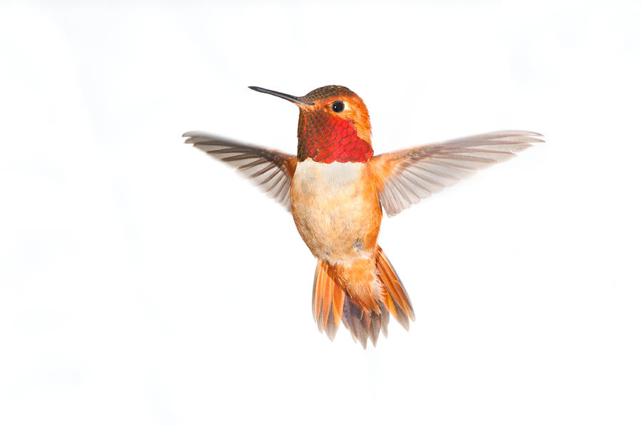 Rufous Hummingbird Male - White Background XL Photograph by BirdImages
