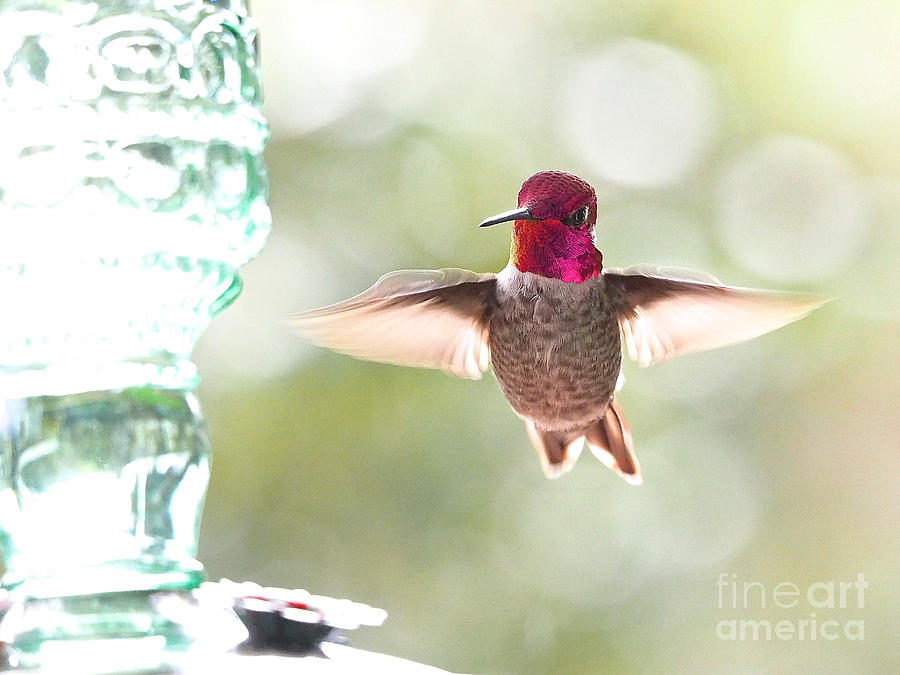 Rufous Hummingbird Photograph by Parrish Todd