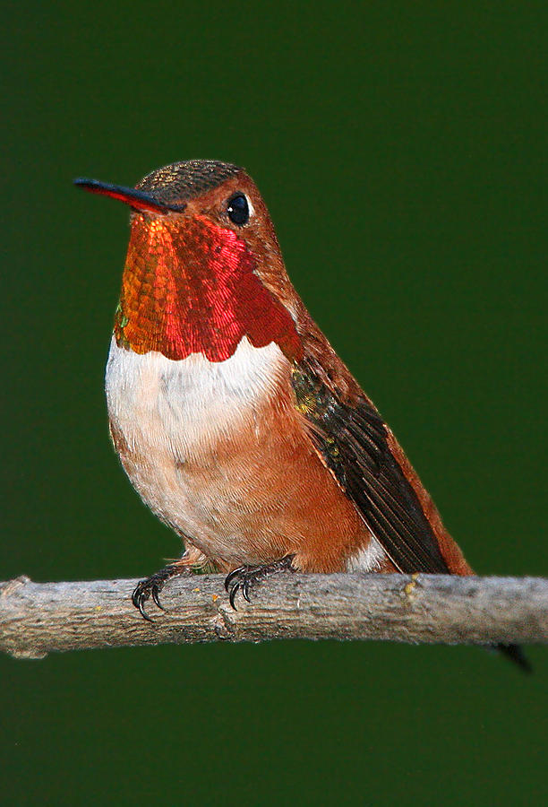 Rufous Hummingbird Photograph by Paul DeRocker