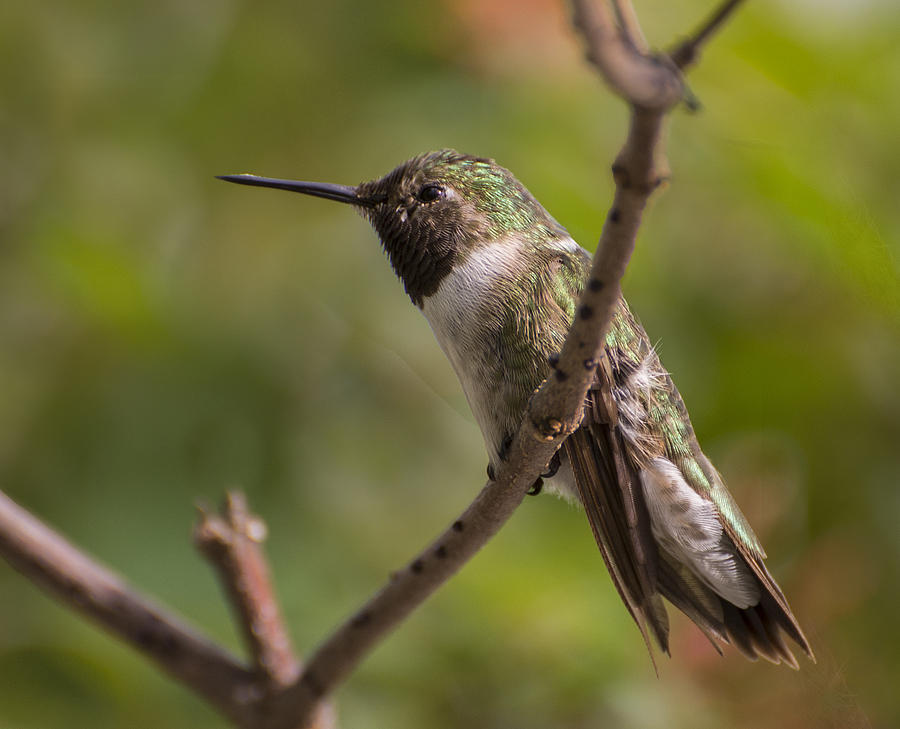 Rufous Hummingbird Photograph by Penny Lisowski