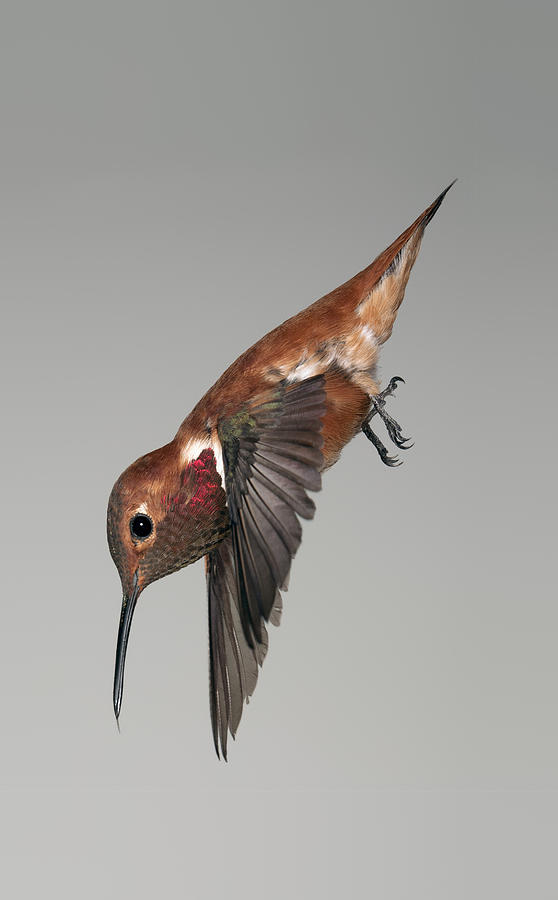 Rufous Hummingbird - Phone Case Design Photograph by Gregory Scott