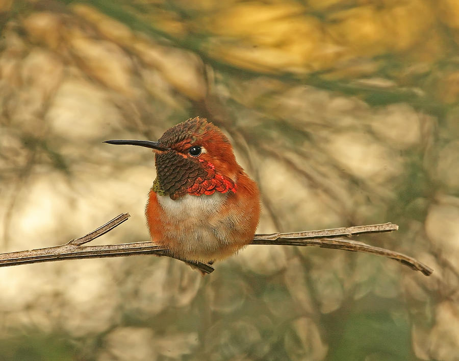Rufous Hummingbird Sitting Photograph by Peggy Collins
