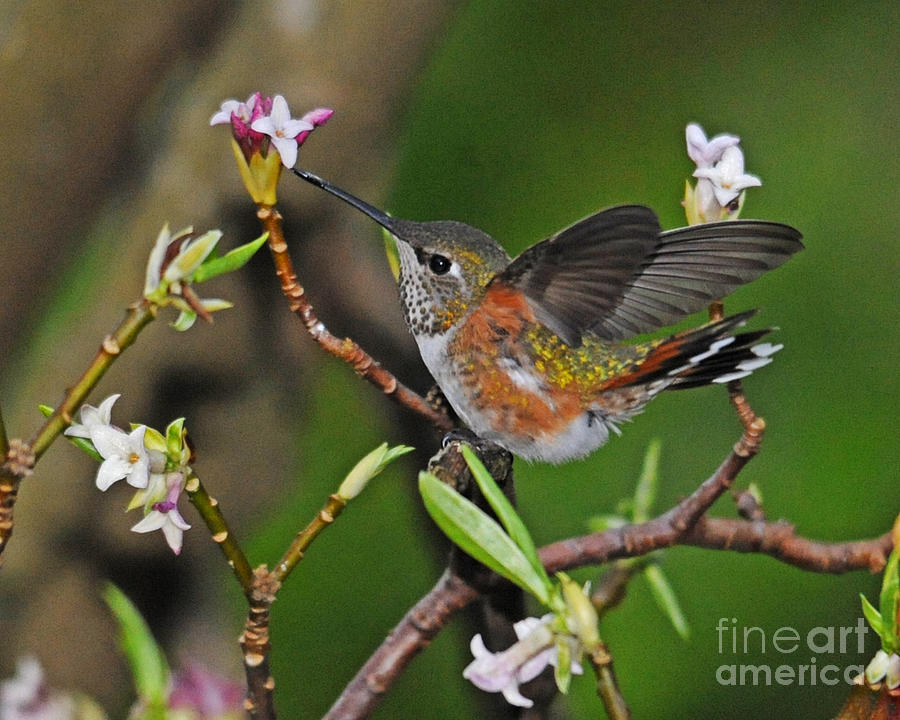 Hummingbird Photograph - Rufous Hummingbird Springtime by Jack Moskovita