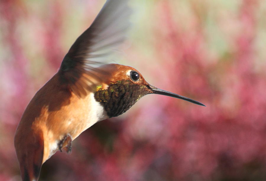 Rufous Hummingbird Wonder Photograph by Angie Vogel