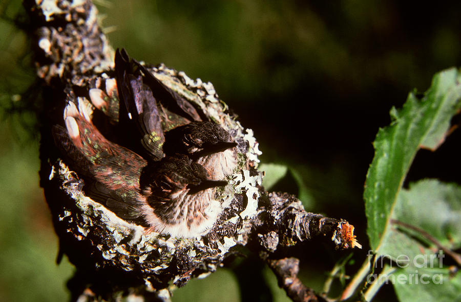 Hummingbird Photograph - Rufous Hummingbirds In Nest by Art Wolfe