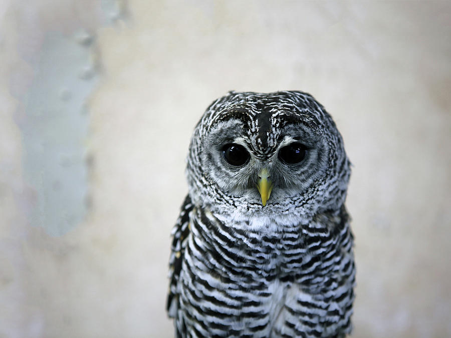Rufous-legged Owl Photograph by Digipub